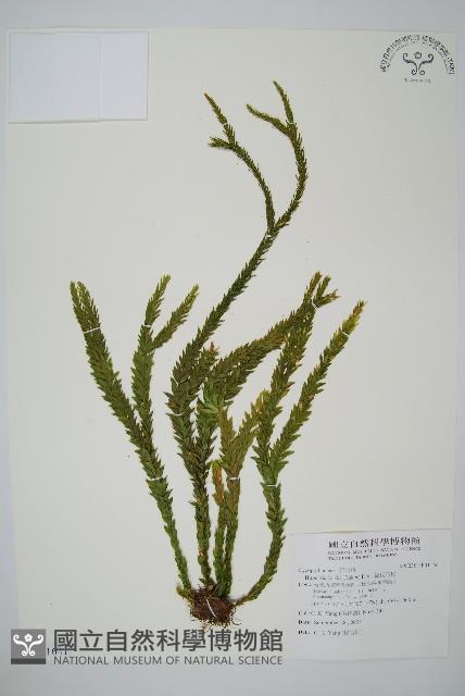 福氏石松藏品圖，第1張