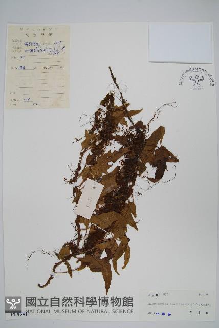 戟葉星蕨藏品圖，第1張