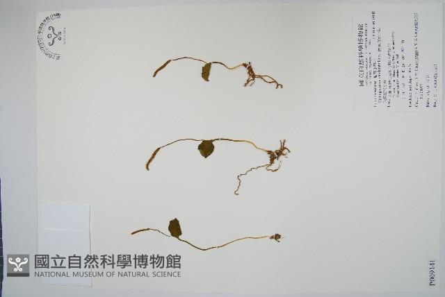 鈍頭瓶爾小草、狹葉瓶爾小草藏品圖，第1張