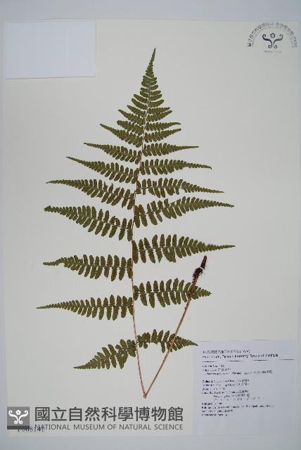 阿里山蹄蓋蕨藏品圖，第1張