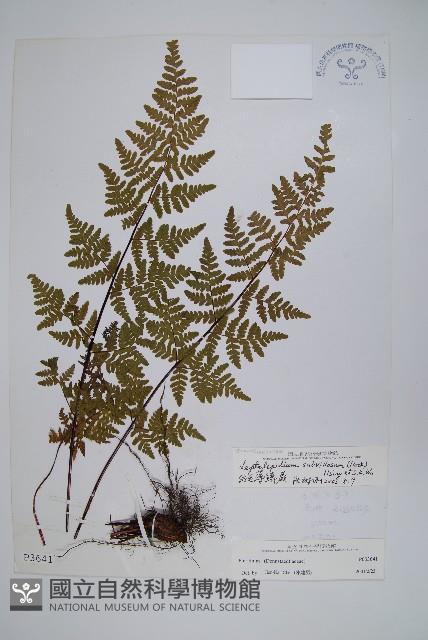 絨毛薄麟蕨藏品圖，第1張