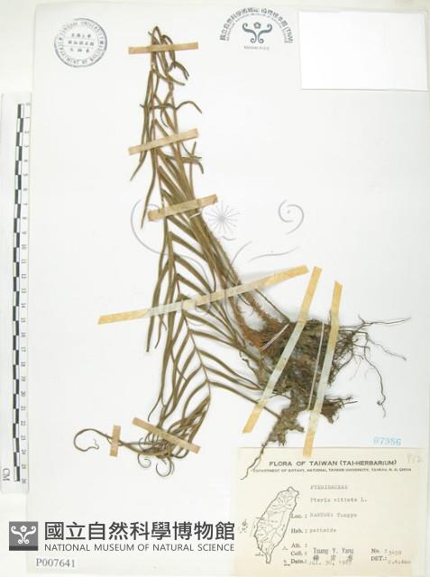 鱗蓋鳳尾蕨藏品圖，第1張