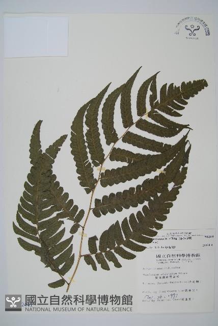 毛柄短腸蕨藏品圖，第1張