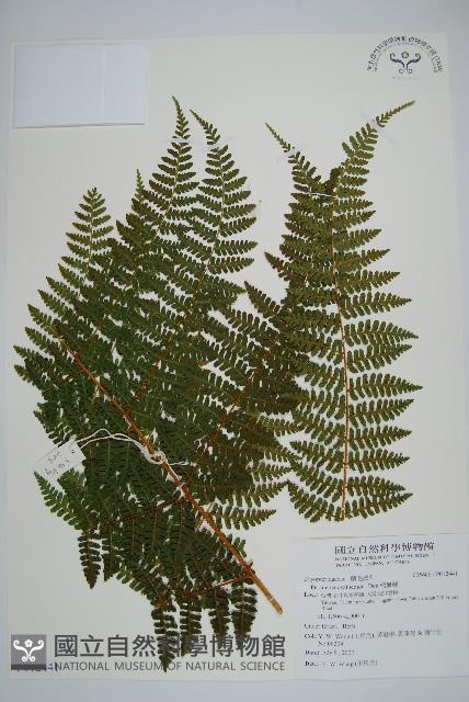 柄囊蕨藏品圖，第1張