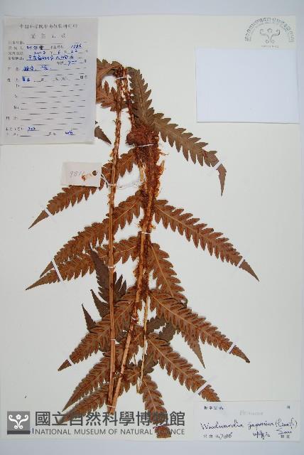 日本狗脊蕨藏品圖，第1張