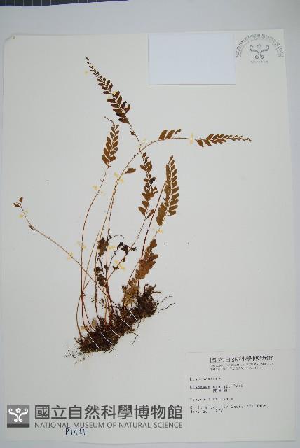 陵齒蕨、鱗始蕨藏品圖，第1張