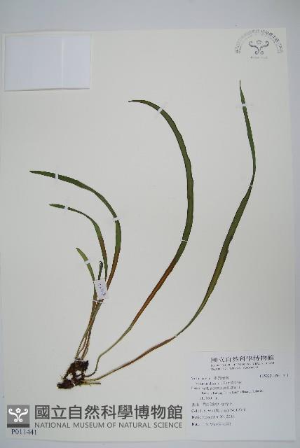 書帶蕨藏品圖，第1張