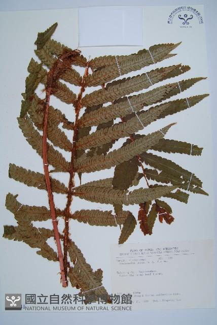 日本狗脊蕨藏品圖，第1張