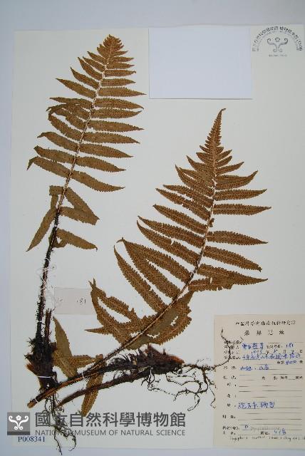 史氏鱗毛蕨藏品圖，第1張