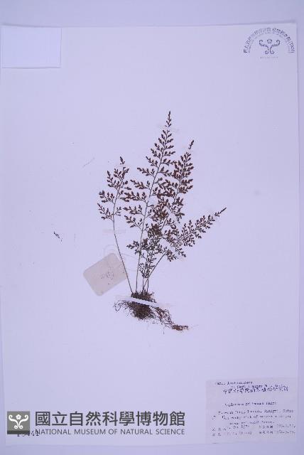 北京鐵角蕨藏品圖，第1張