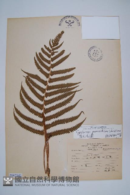 密毛毛蕨藏品圖，第1張