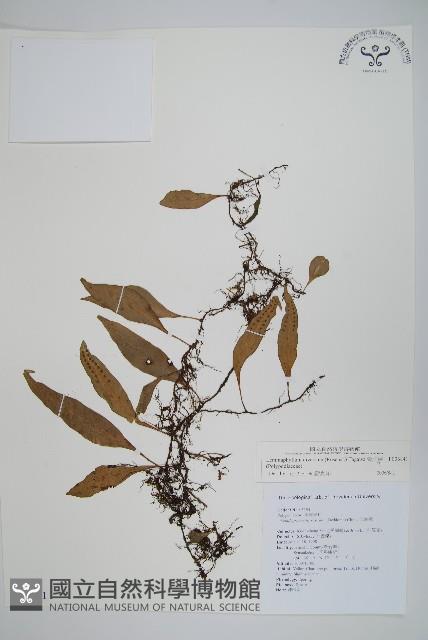 骨牌蕨藏品圖，第1張