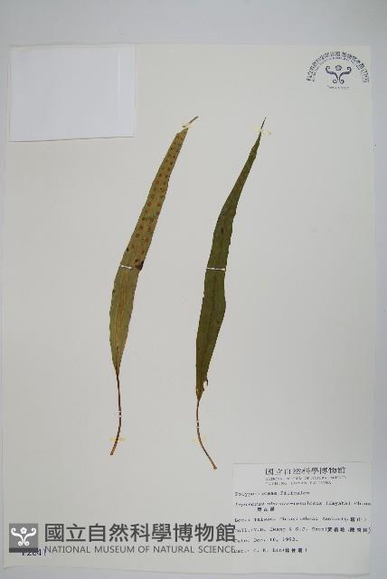 粵瓦葦藏品圖，第1張