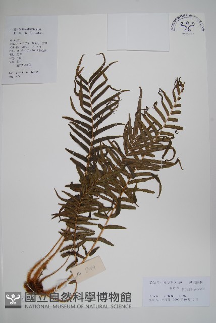 鱗蓋鳳尾蕨藏品圖，第1張