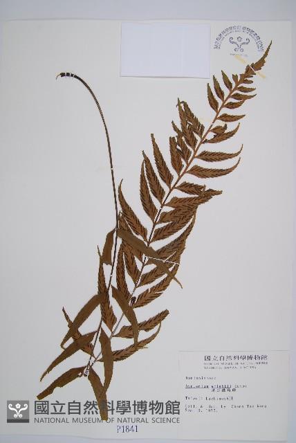 萊氏鐵角蕨藏品圖，第1張