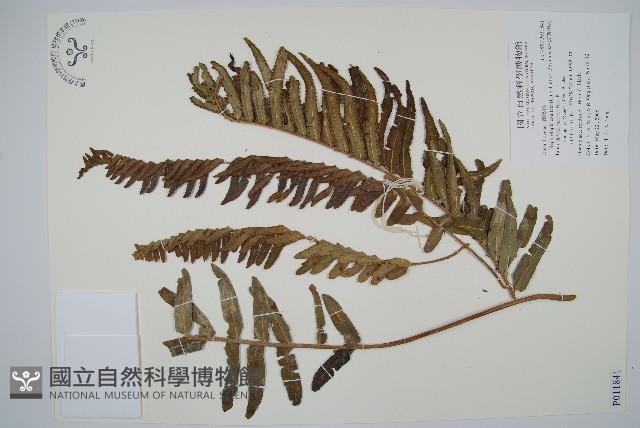 波斯頓蕨藏品圖，第1張