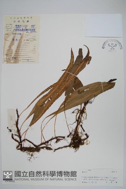 登錄號:P004841藏品圖，第1張