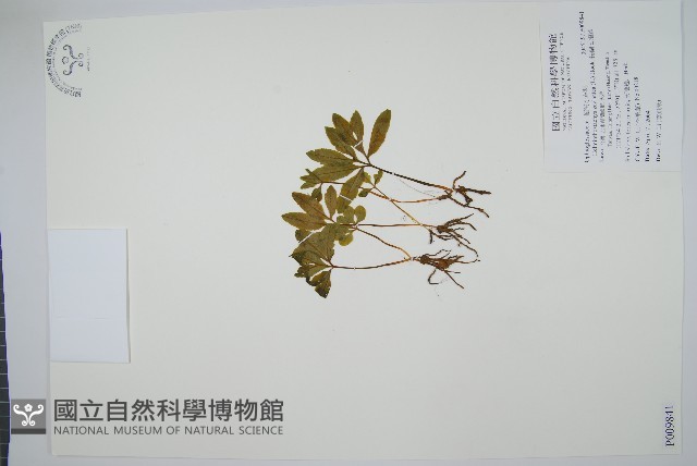錫蘭七指蕨藏品圖，第1張
