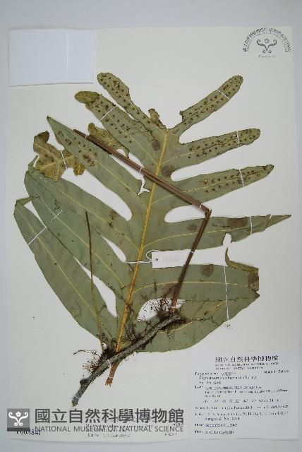 海岸星蕨藏品圖，第1張