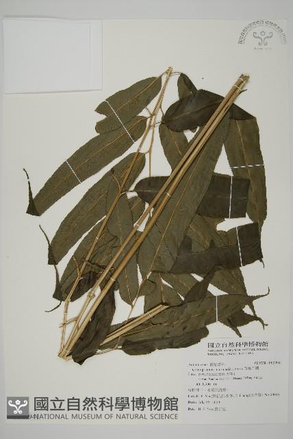 華鳳丫蕨藏品圖，第1張