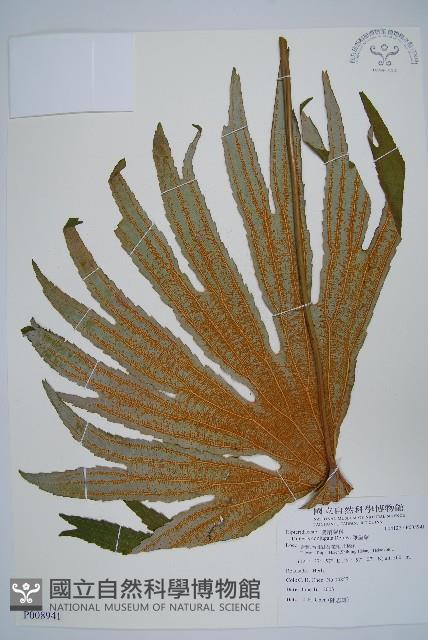 雙扇蕨藏品圖，第1張