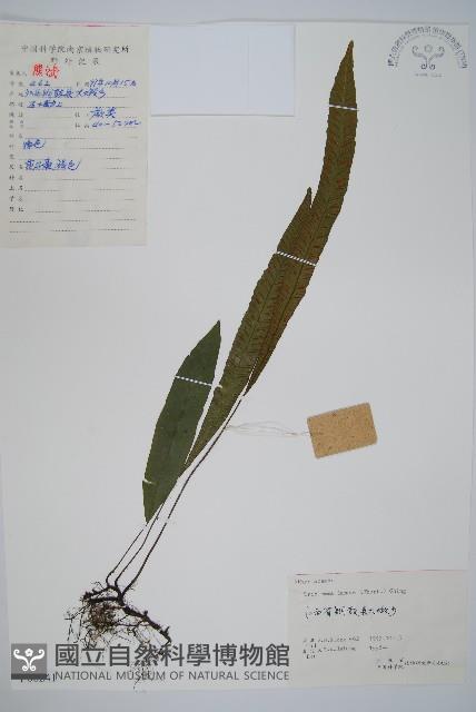 單葉雙蓋蕨藏品圖，第1張