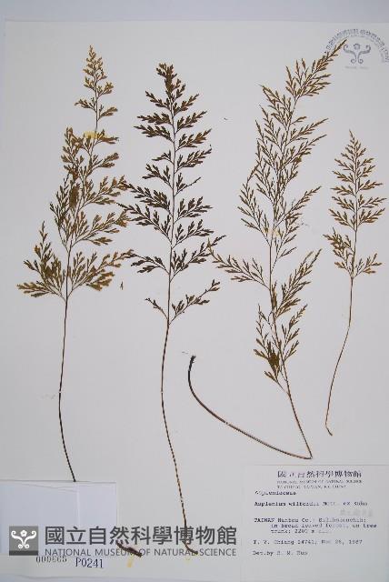 威氏鐵角蕨藏品圖，第1張