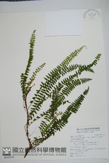 攀緣鱗始蕨藏品圖，第1張