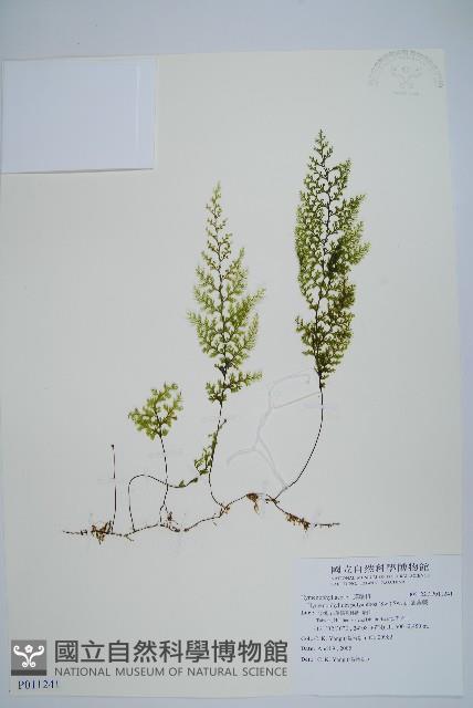 細葉蕗蕨藏品圖，第1張