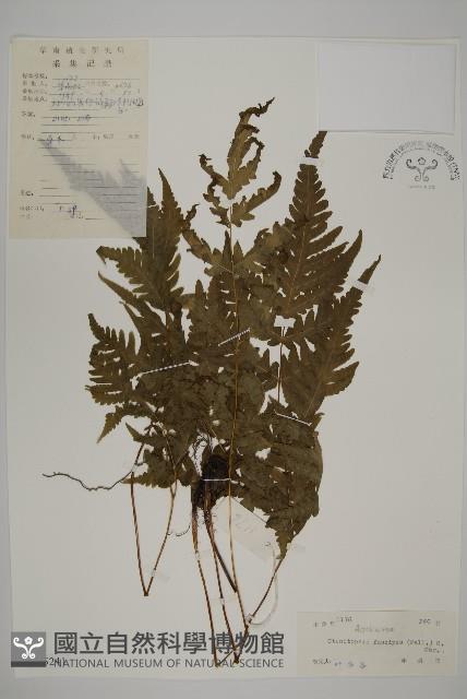 屏東擬肋毛蕨藏品圖，第1張