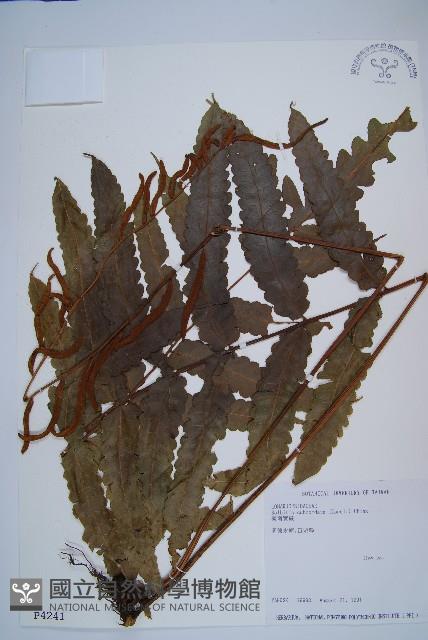 海南實蕨藏品圖，第1張