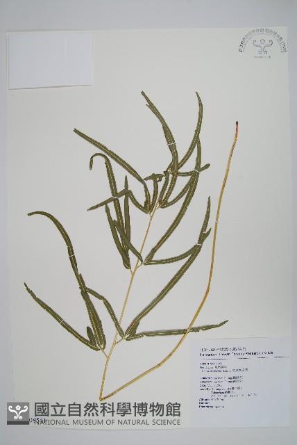 箭葉鳳尾蕨藏品圖，第1張