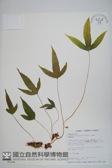 台灣茀蕨藏品圖，第1張