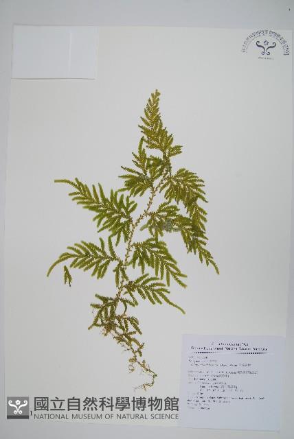 全緣卷柏藏品圖，第1張