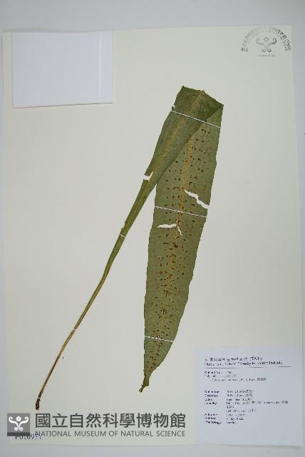 斷線蕨藏品圖，第1張