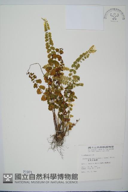 圓葉陵齒蕨藏品圖，第1張