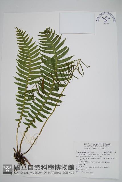 耳形瘤足蕨藏品圖，第1張