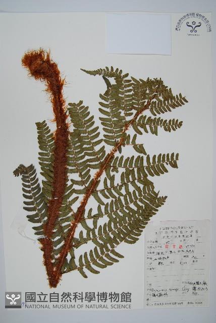 觀光鱗毛蕨藏品圖，第1張