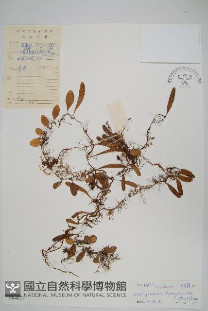 Accession Number:P004971 Collection Image, Figure 1, Total 2 Figures