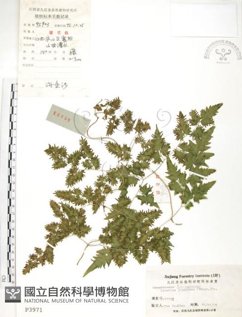 海金沙藏品圖，第1張