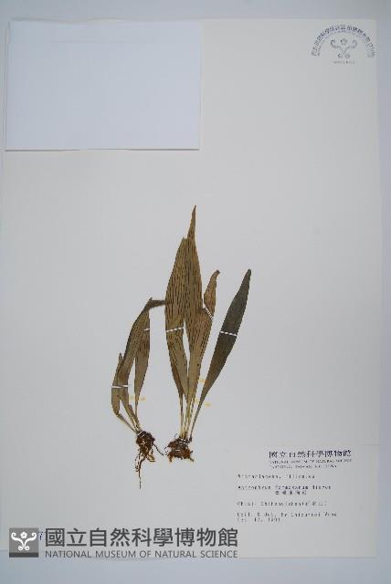 臺灣車前蕨藏品圖，第1張