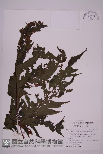 雲南三叉蕨藏品圖，第1張