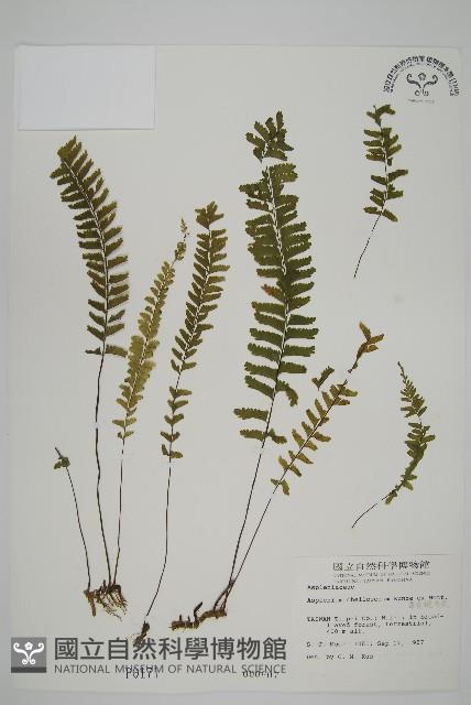 薄葉孔雀鐵角蕨、邊孢鐵角蕨藏品圖，第1張