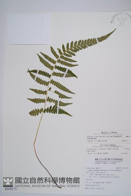 東洋蹄蓋蕨藏品圖，第1張