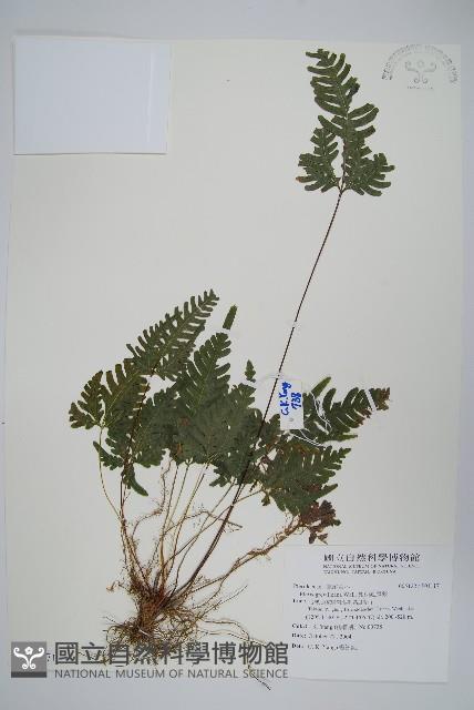 翅柄鳳尾蕨藏品圖，第1張