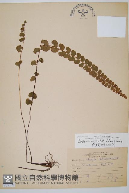 圓葉陵齒蕨藏品圖，第1張