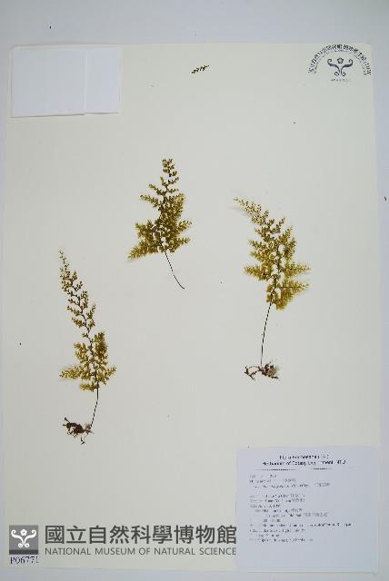 細葉蕗蕨藏品圖，第1張