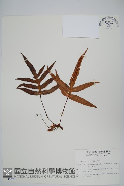 玉山茀蕨藏品圖，第1張