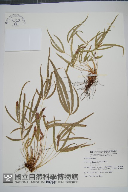 掌鳳尾蕨藏品圖，第1張