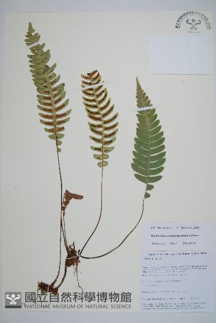 雉尾烏毛蕨藏品圖，第1張